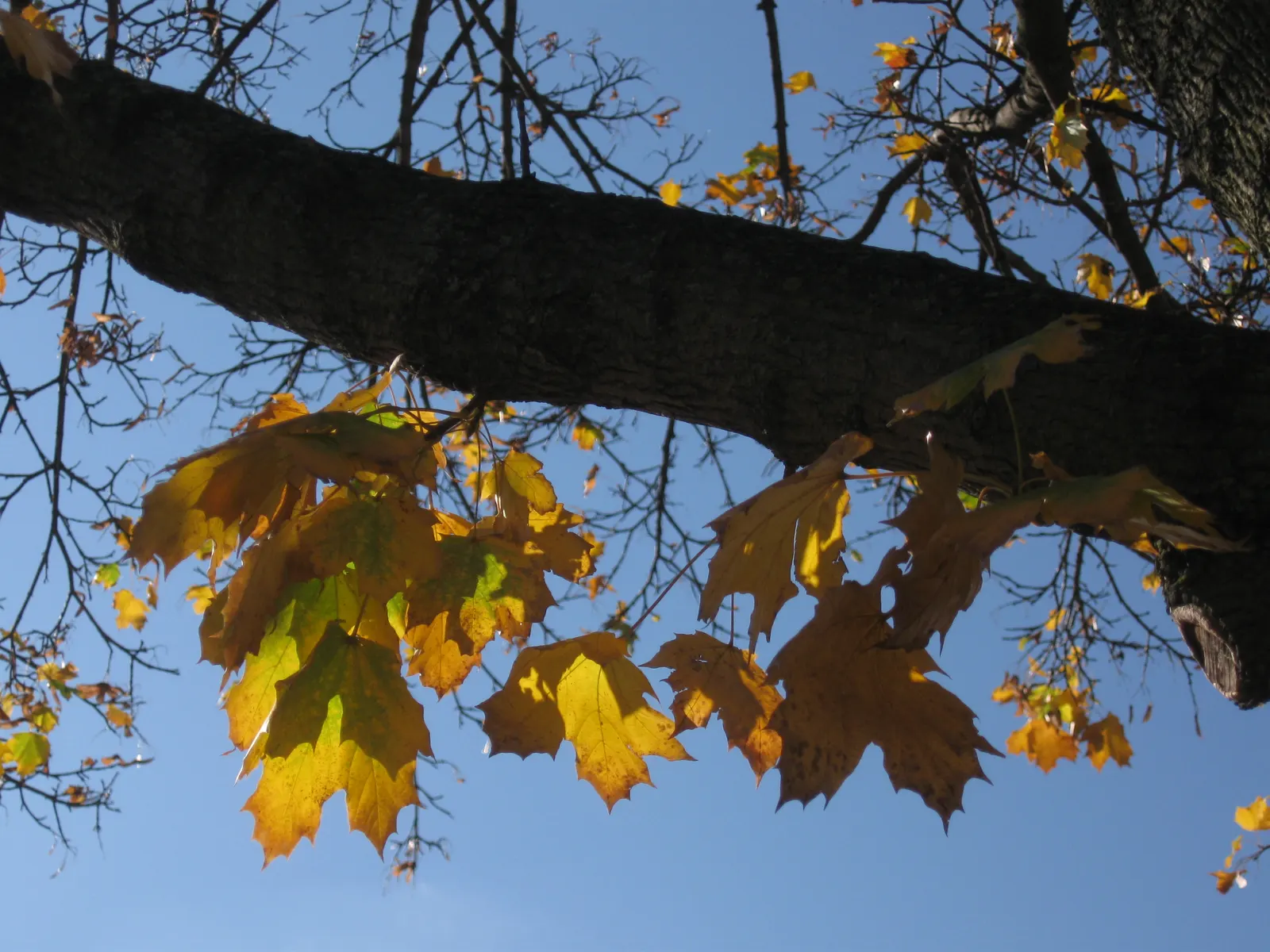 Norway Maple (Acer Platanoides) — The spread of its canopy can create a dense shade