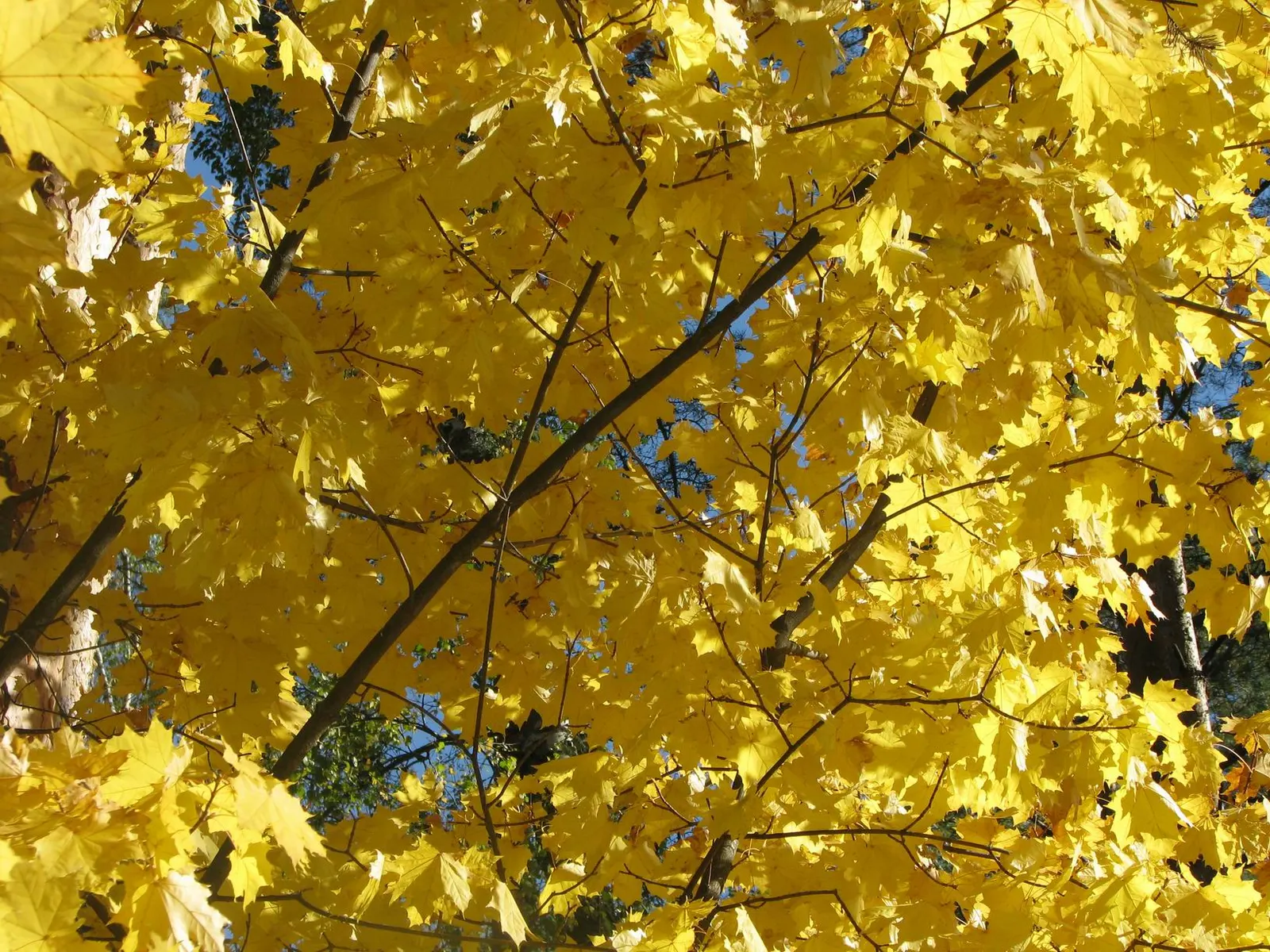 Norway Maple (Acer Platanoides) — which span approximately 4 to 7 inches across and showcase a radiant green hue