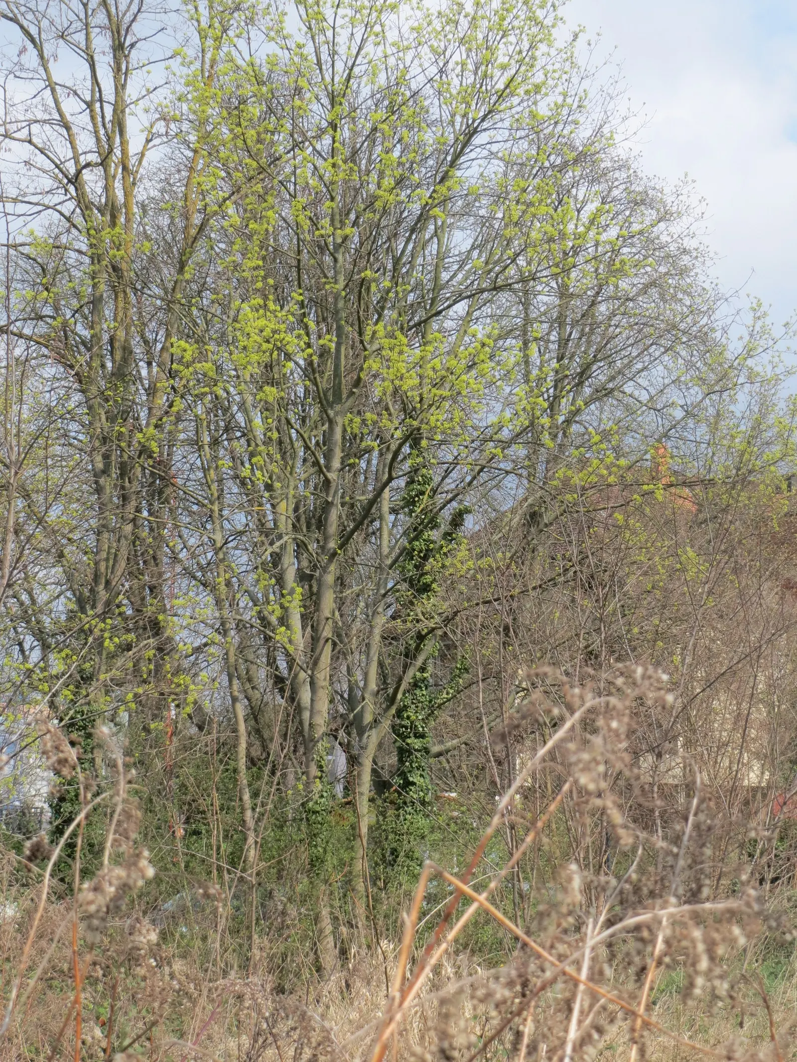 Norway Maple (Acer Platanoides) — the Norway Maple is an excellent choice; however; which span approximately 4 to 7 inches across and showcase a, image 83