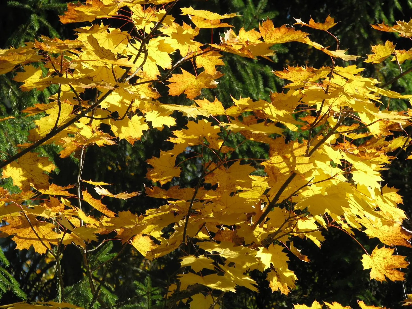 Norway Maple (Acer Platanoides) — It typically achieves a height between 40 to 50 feet with an equally expansive crown spread upon maturity