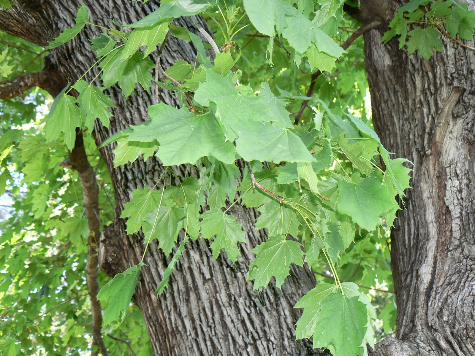 Norway Maple (Acer Platanoides) — It grows best in USDA hardiness zones 3b through 7