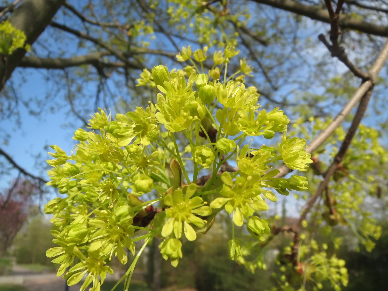 Norway Maple (Acer Platanoides) — tree for full; as its root system can become quite invasive, image 84