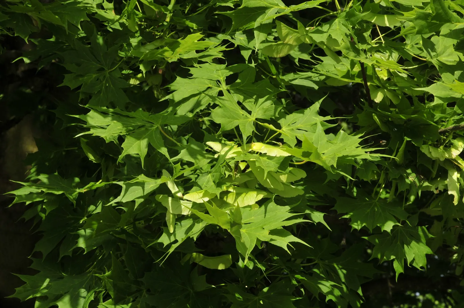 Norway Maple (Acer Platanoides) — making it a standout in autumnal landscapes