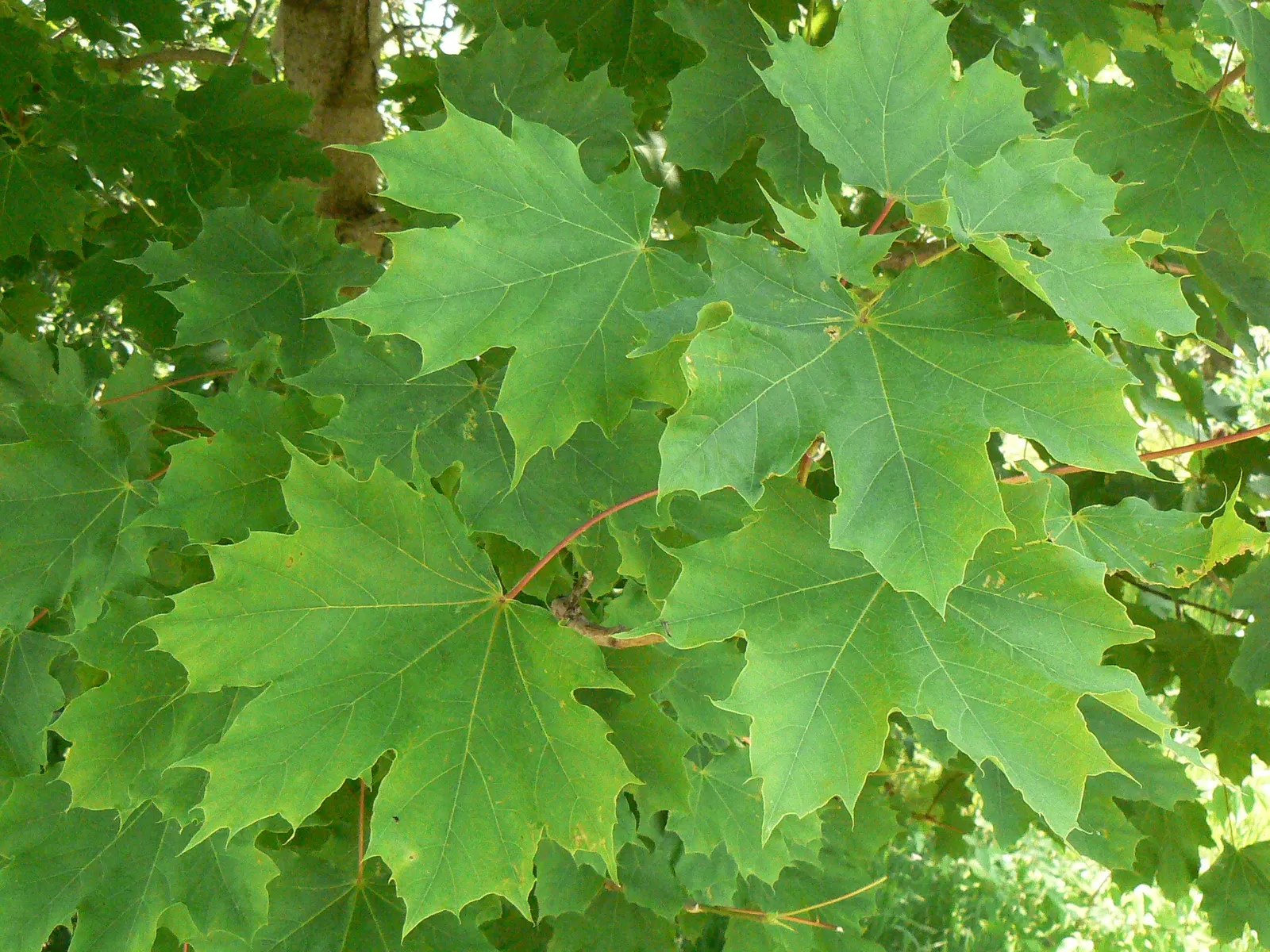 Norway Maple (Acer Platanoides) — It features a dense, rounded crown with a 5-7 lobed leaf resembling a sycamore; which span approximately 4 to 7 inches across