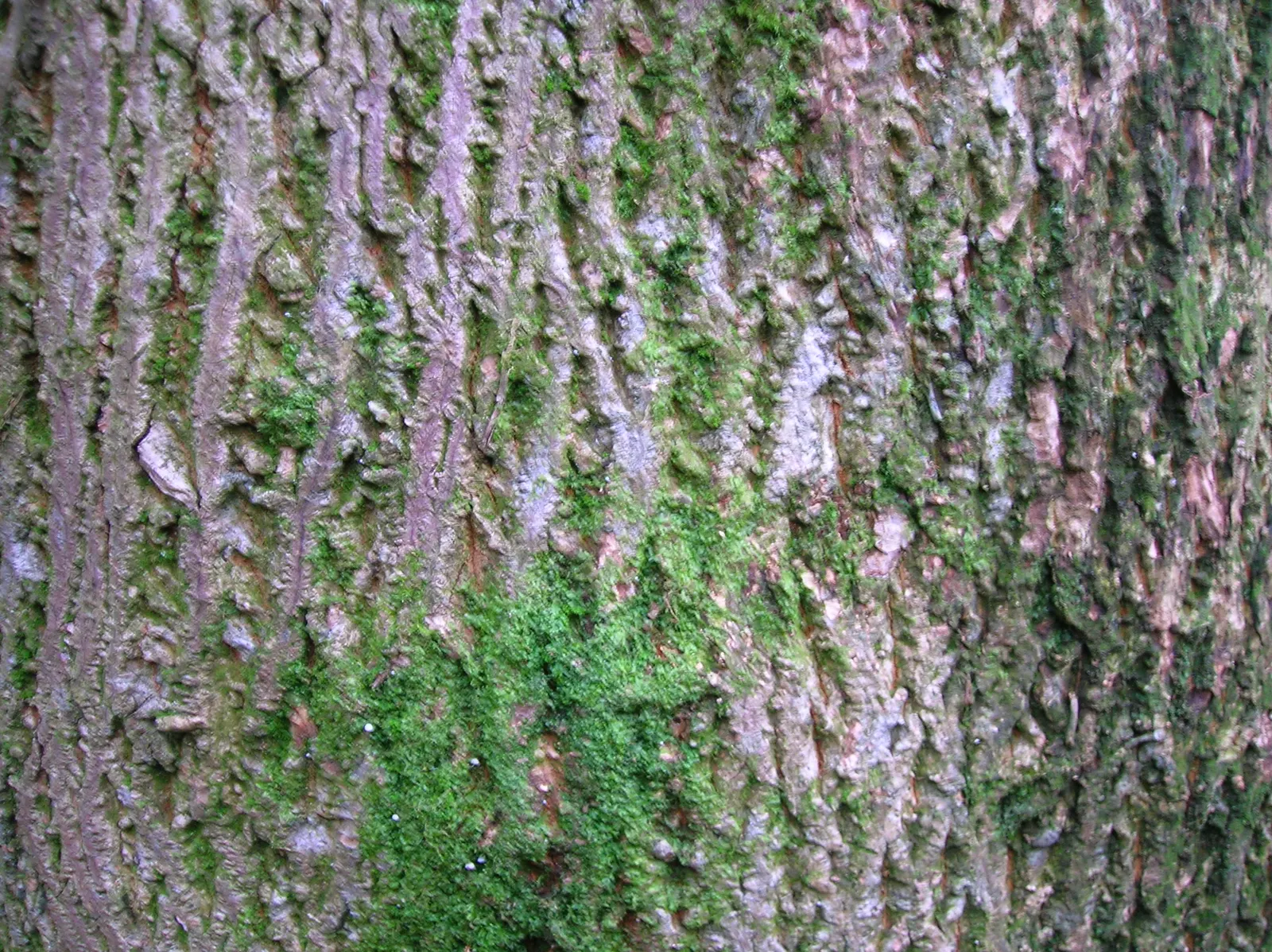 Norway Maple (Acer Platanoides) — scientifically known as Acer platanoides; prefers full sun to partial shade and adapts to various soils, image 91