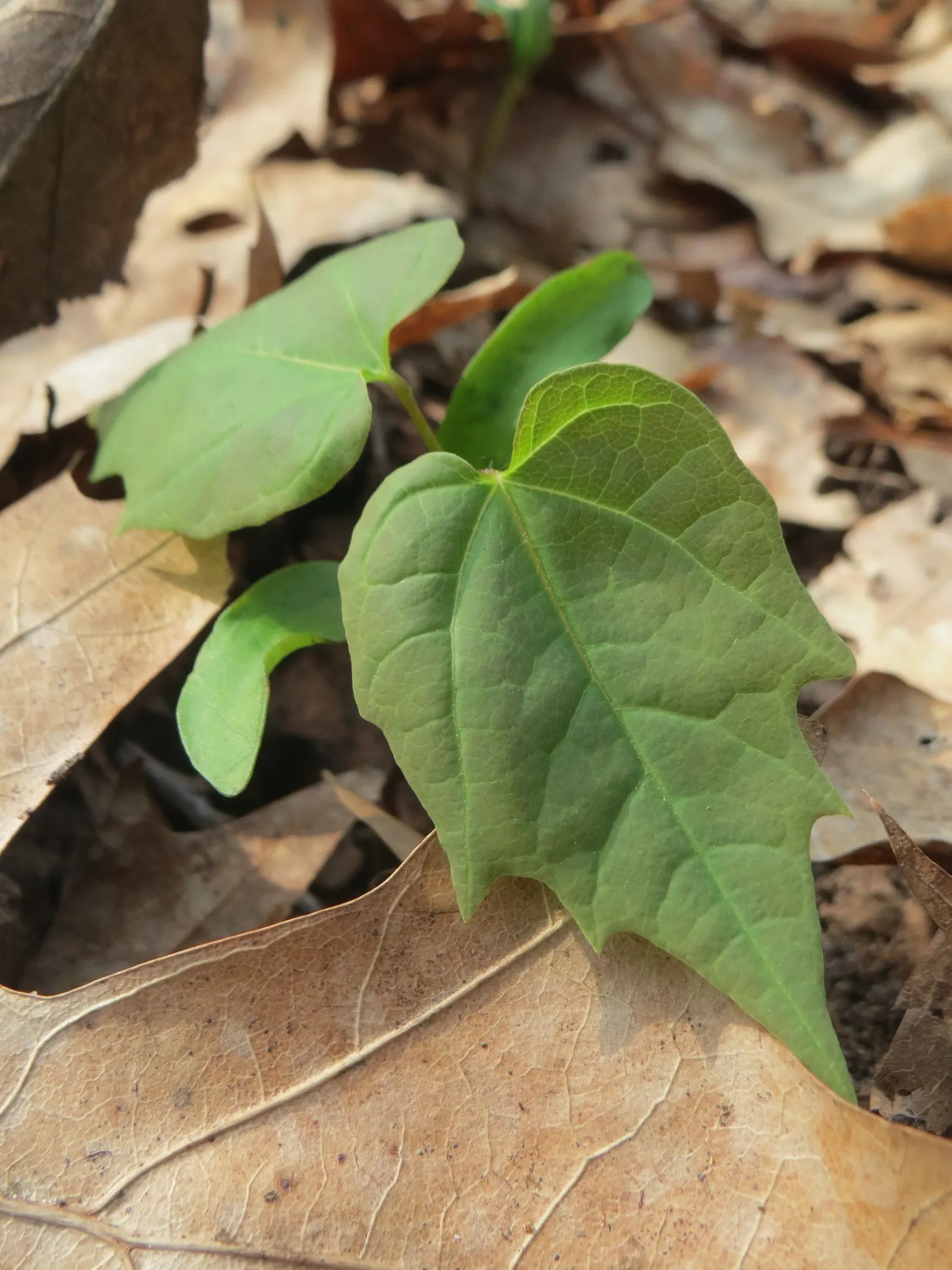 Norway Maple (Acer Platanoides) — Prefers full sun to partial shade and adapts to various soils, image 88