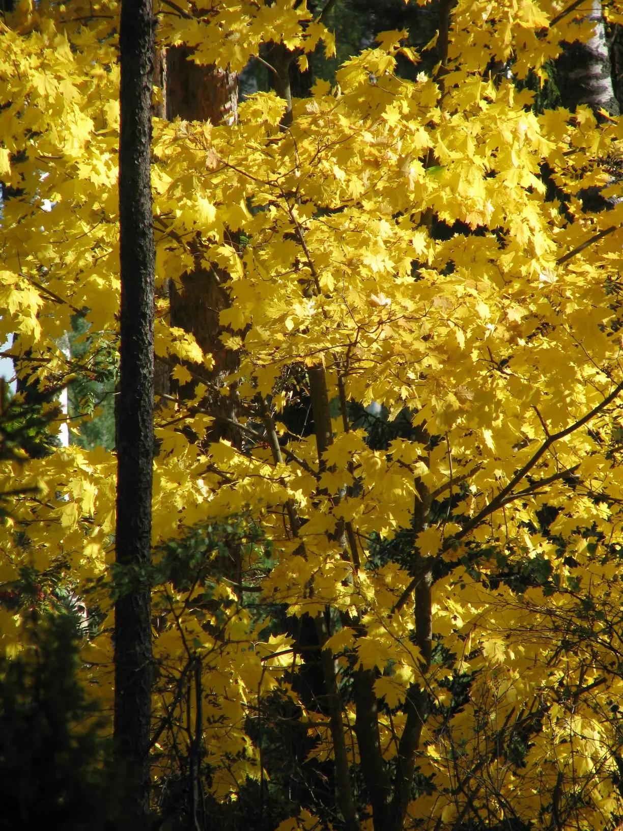 Norway Maple (Acer Platanoides) — scientifically known as Acer platanoides