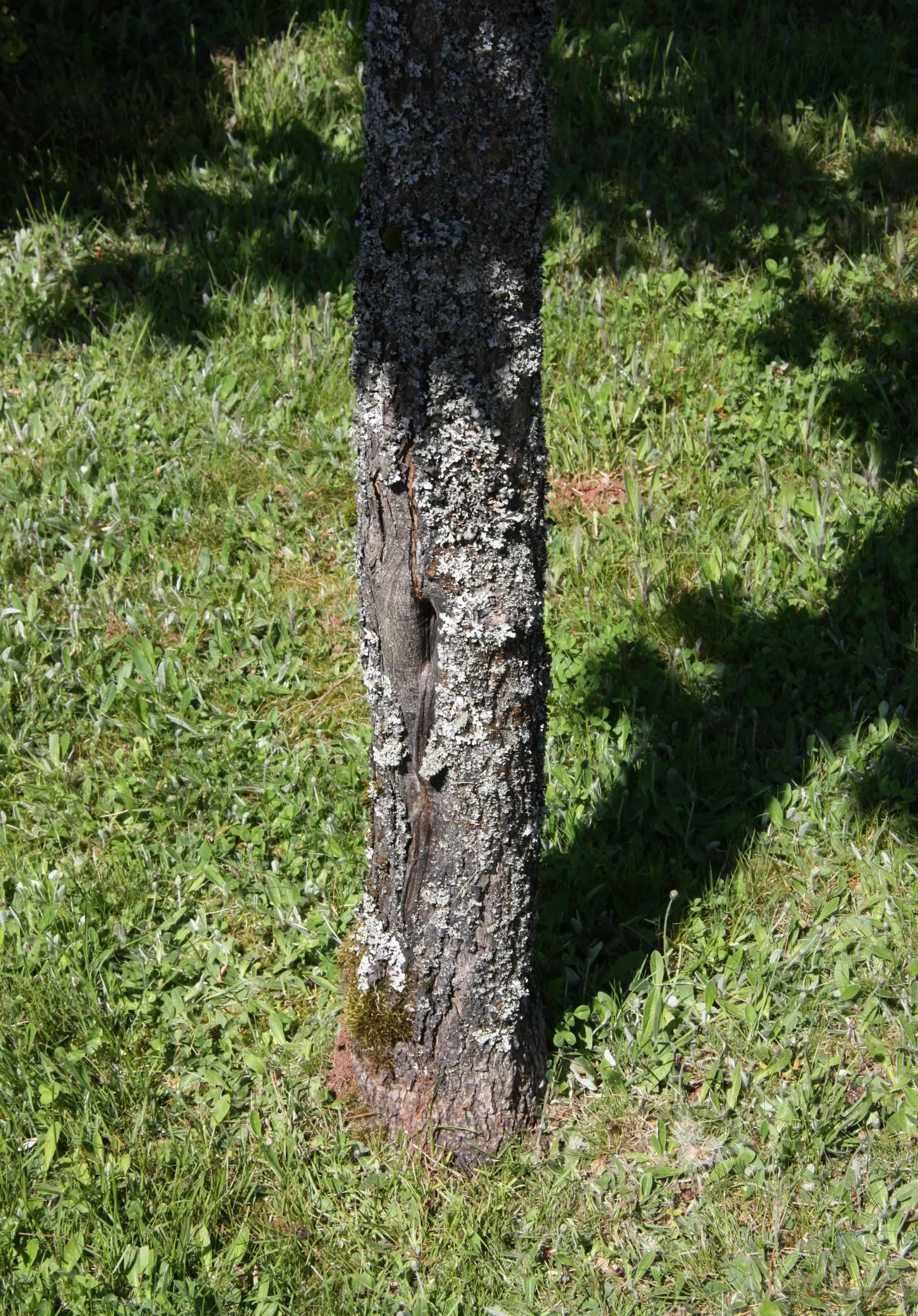 Norway Maple (Acer Platanoides) — The foliage turns vibrant yellow in fall; as its root system can become quite invasive