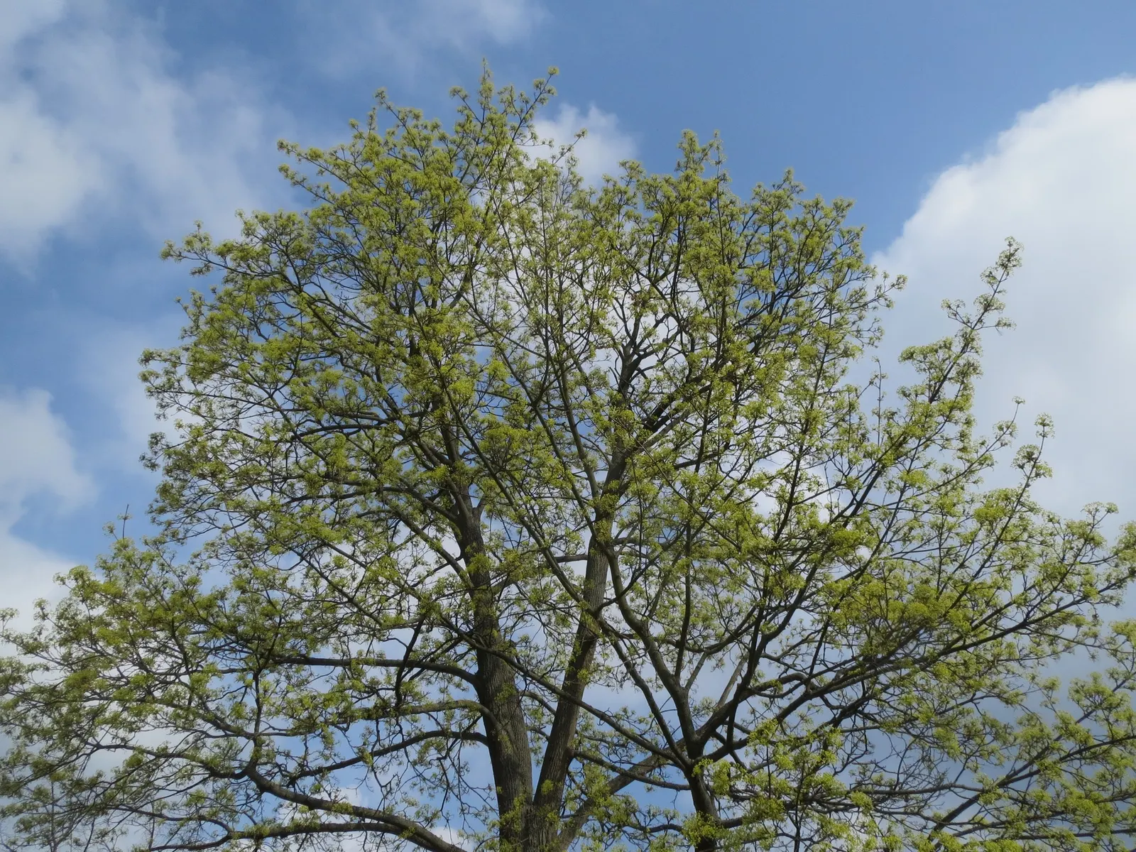 Norway Maple (Acer Platanoides) — the Norway Maple is an excellent choice; however