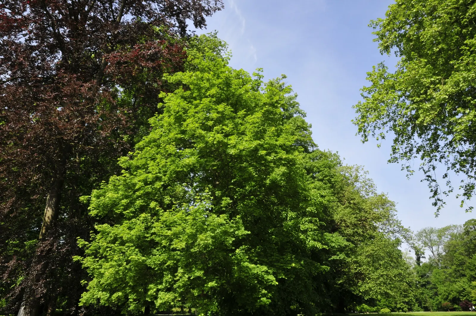 Norway Maple (Acer Platanoides) — The Norway Maple is also adaptable to a wide range of soil types