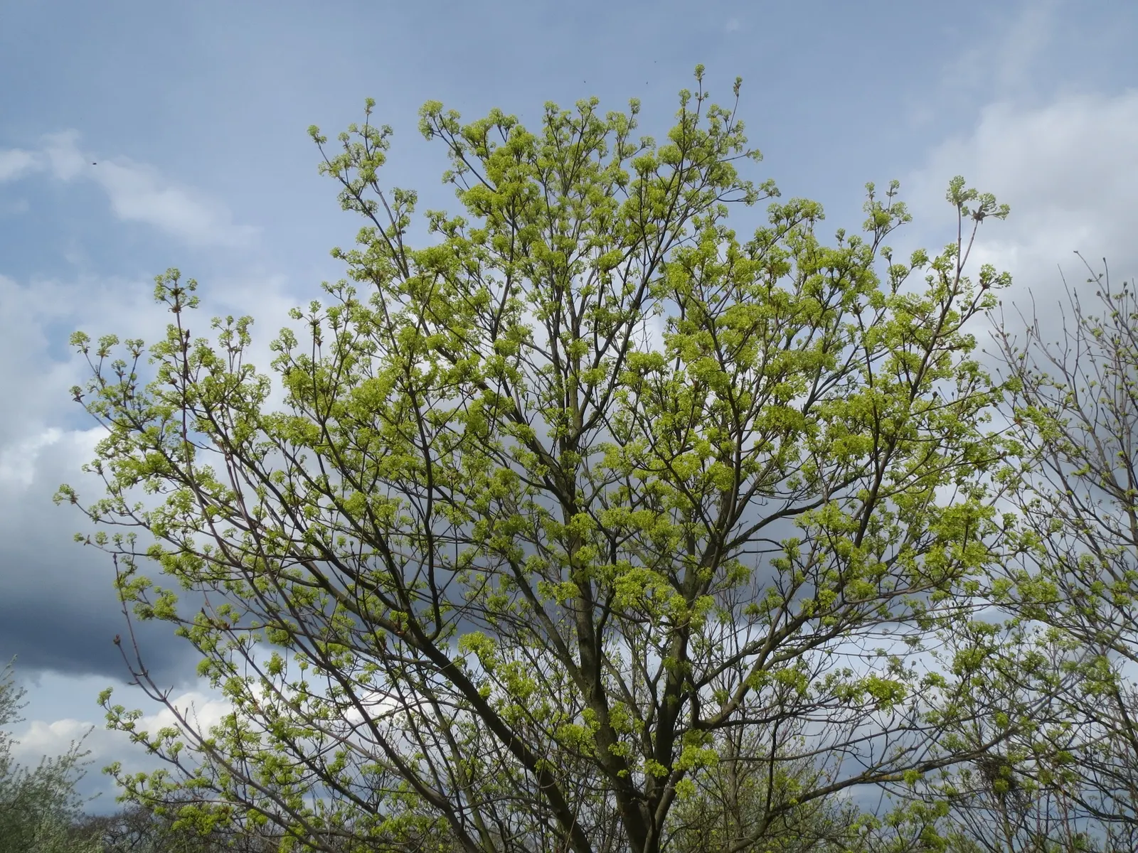 Norway Maple (Acer Platanoides) — Acer platanoides, or Norway Maple, is a deciduous shade tree reaching 40-50 feet high with an equal spread, image 85