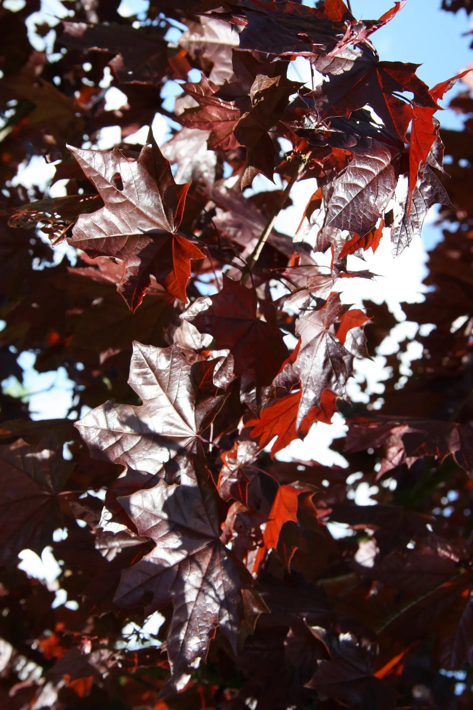 Norway Maple (Acer Platanoides) — The foliage turns vibrant yellow in fall