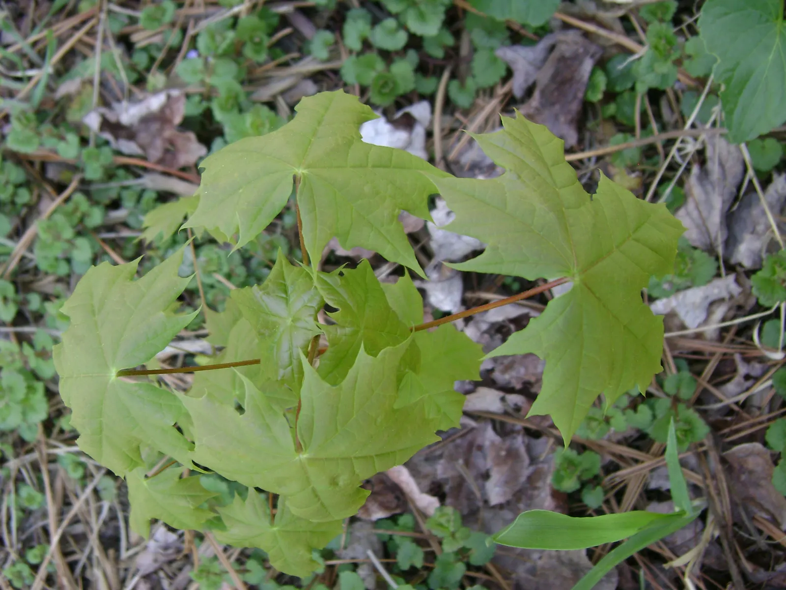 Norway Maple (Acer Platanoides) — tree for full