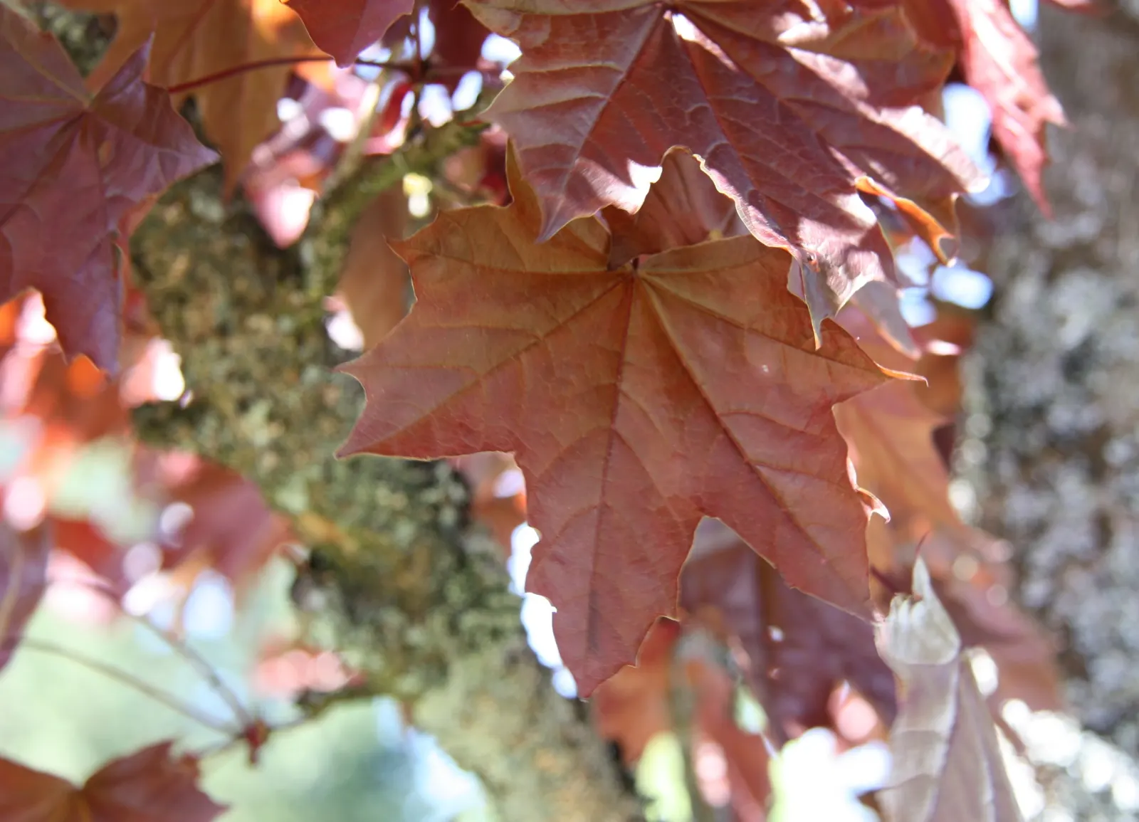 Norway Maple (Acer Platanoides) — it offers ample canopy cover but may inhibit underplantings due to dense shade and shallow roots