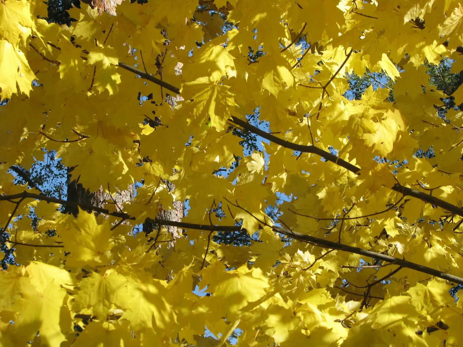 Norway Maple (Acer Platanoides) — An added ornamental feature is the tree's yellow to gold fall foliage