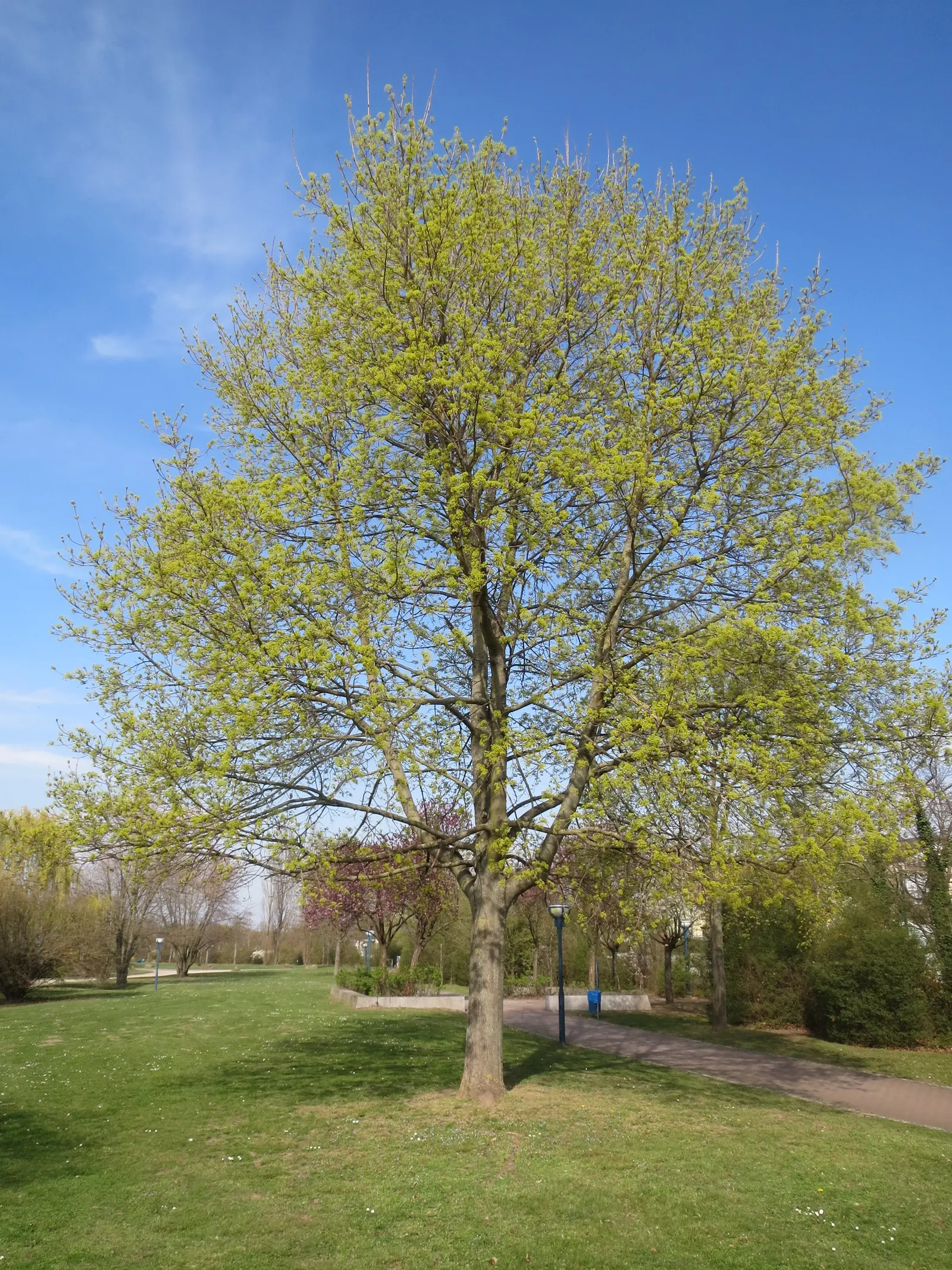 Norway Maple (Acer Platanoides) — The foliage turns vibrant yellow in fall; as its root system can become quite invasive, image 45