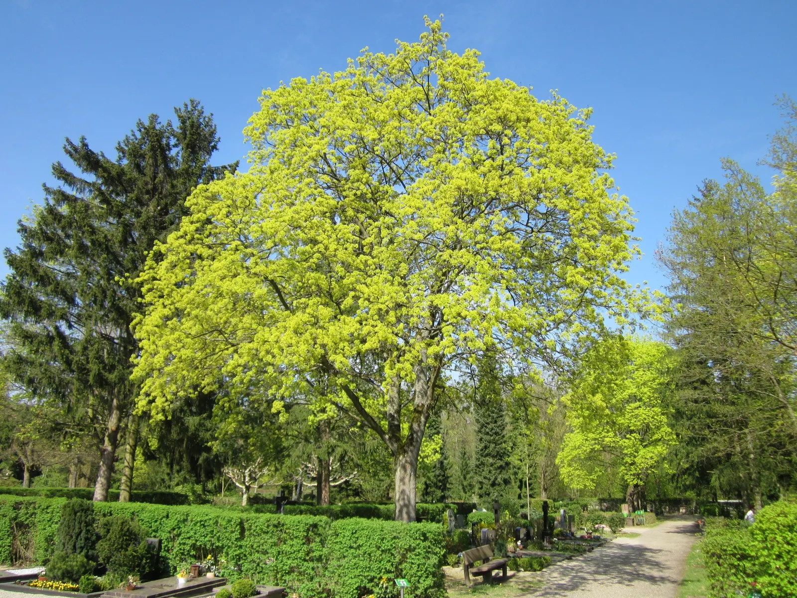 Norway Maple (Acer Platanoides) — it offers ample canopy cover but may inhibit underplantings due to dense shade and shallow roots; as its root, image 90
