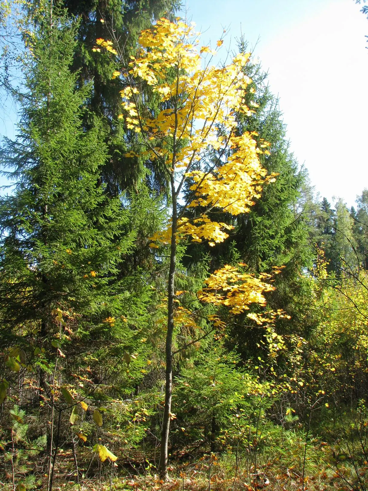 Norway Maple (Acer Platanoides) — Ideal for creating bold landscapes