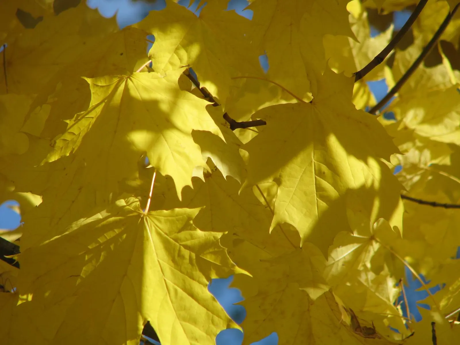 Norway Maple (Acer Platanoides) — is a deciduous tree of the Sapindaceae family that provides robust shade and visual interest to any landscape