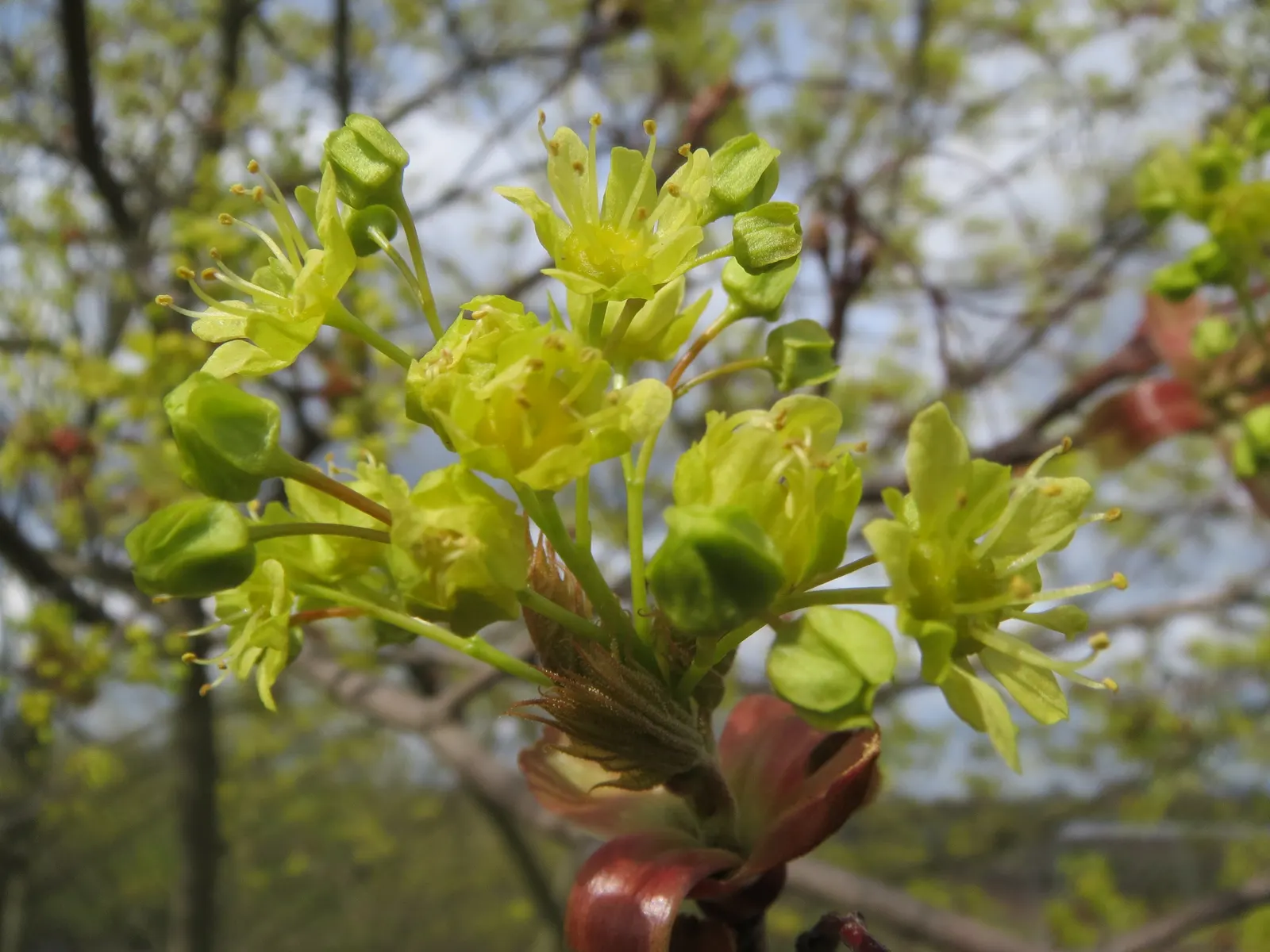 Norway Maple (Acer Platanoides) — It grows best in USDA hardiness zones 3b through 7; prefers full sun to partial shade and adapts to various soils, image 82
