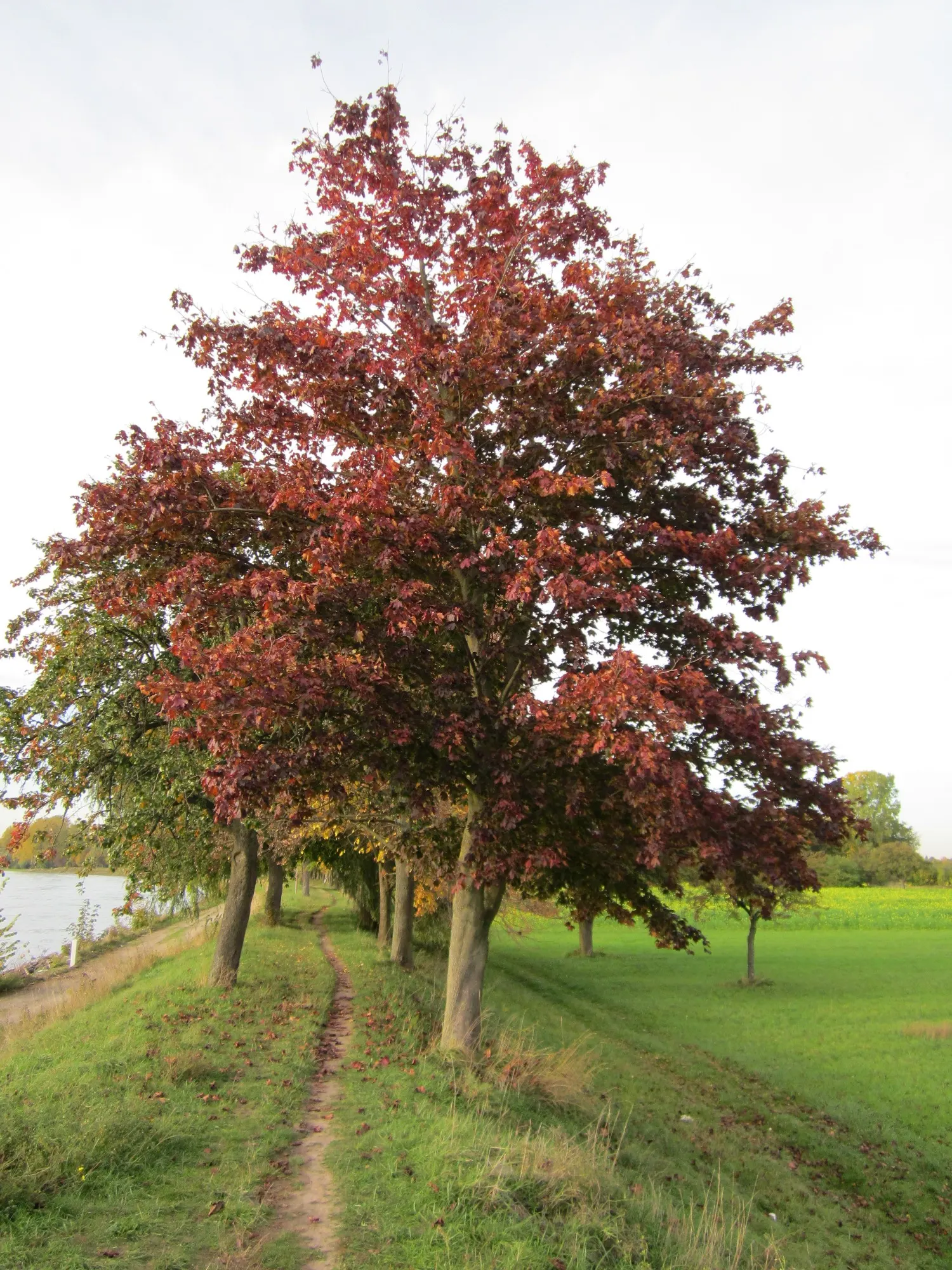 Norway Maple (Acer Platanoides) — ensure ample space away from sidewalks or driveways; which span approximately 4 to 7 inches across and showcase a, image 80