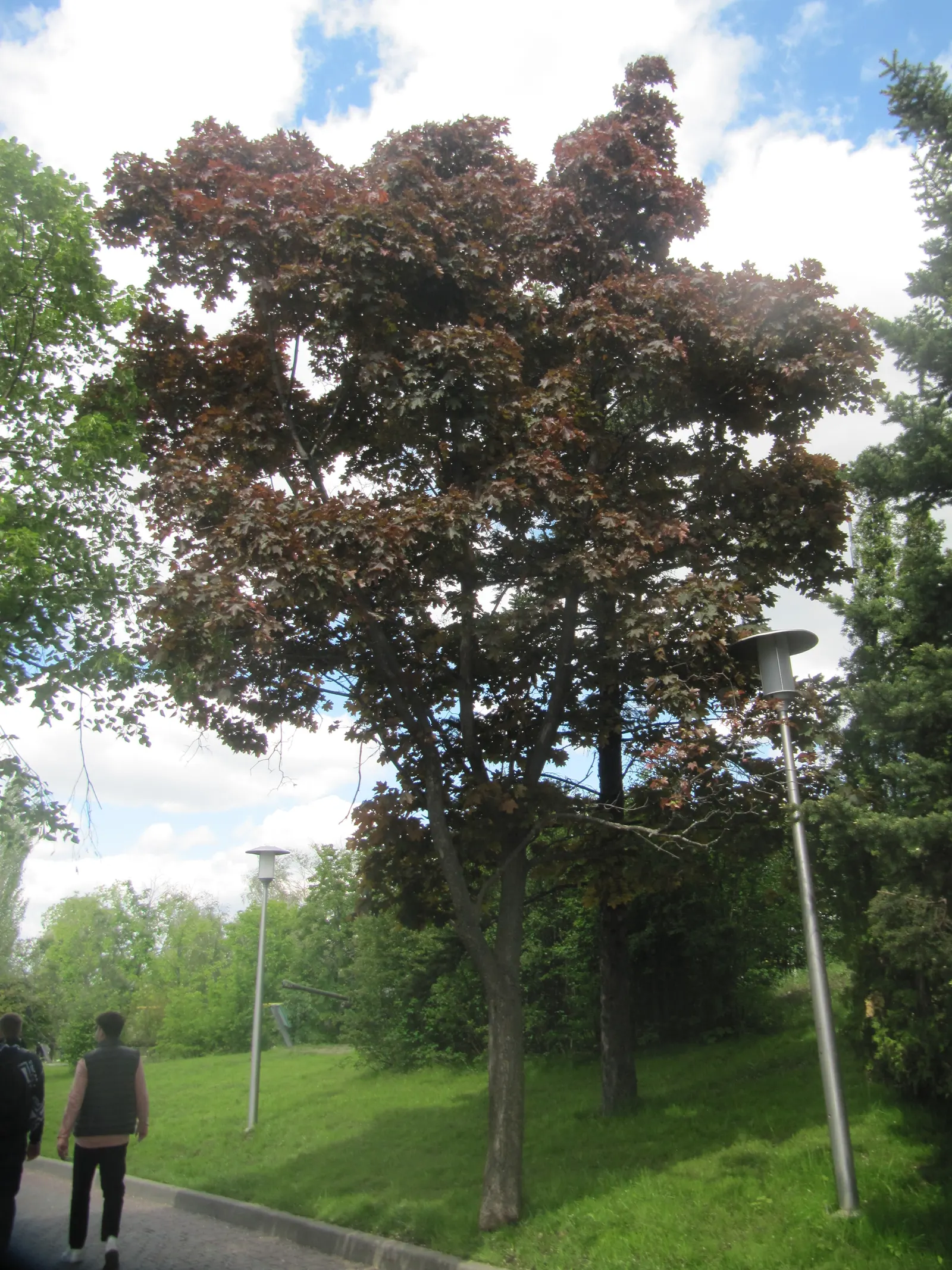 Norway Maple (Acer Platanoides) — as its root system can become quite invasive