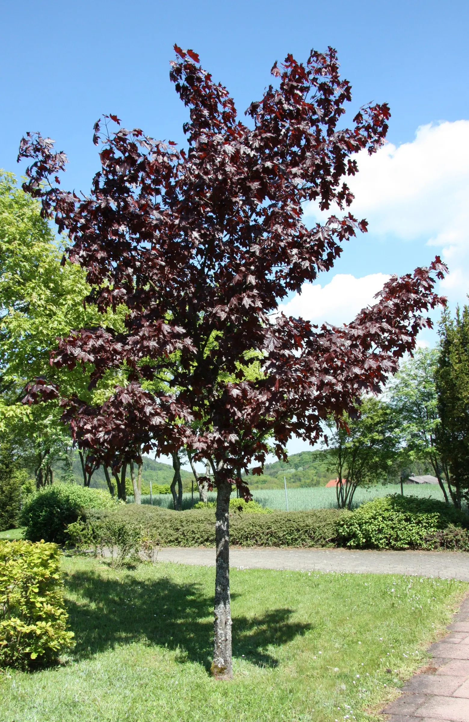 Norway Maple (Acer Platanoides) — Acer platanoides, or Norway Maple, is a deciduous shade tree reaching 40-50 feet high with an equal spread; prefers full sun