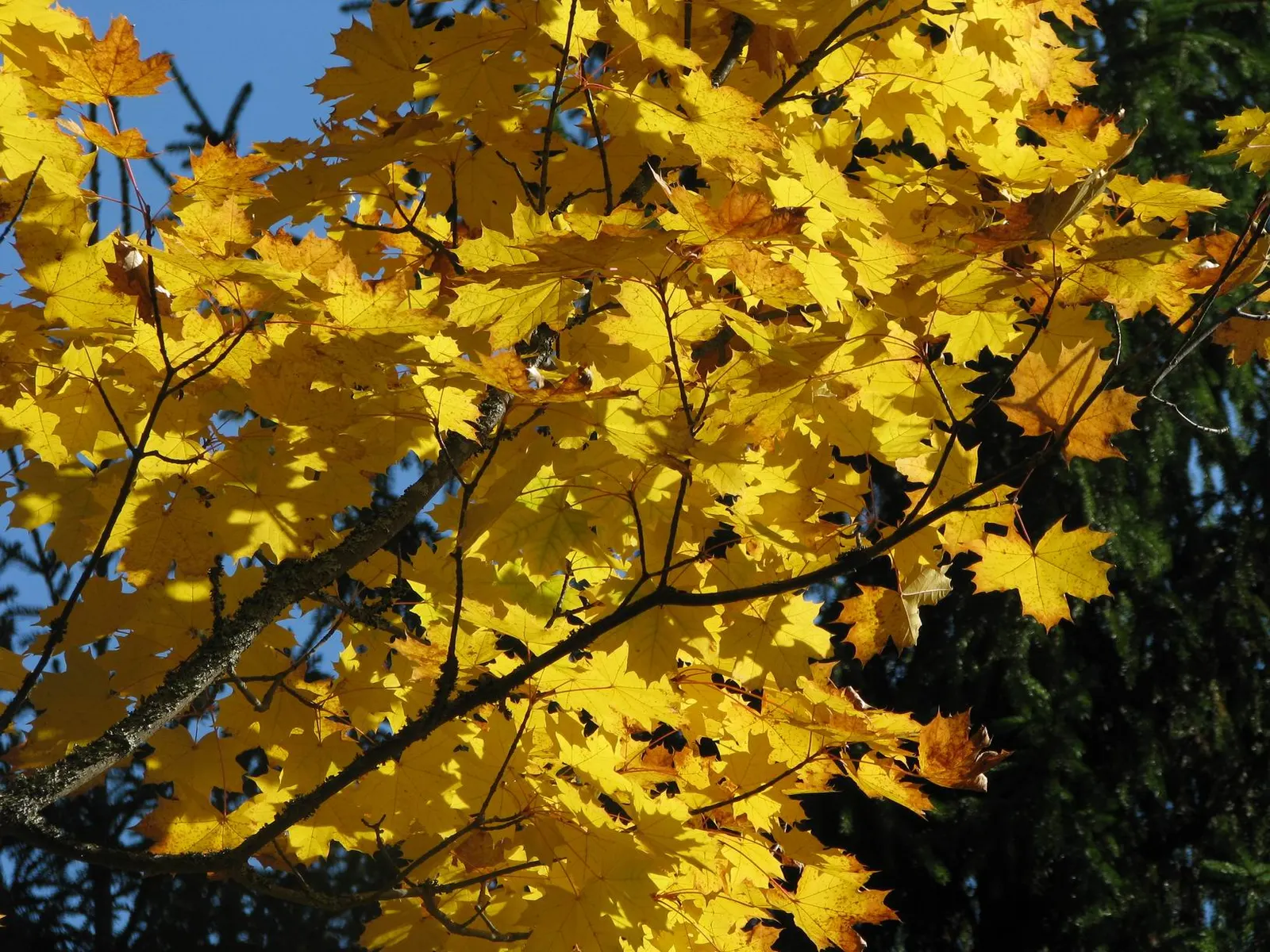 Norway Maple (Acer Platanoides) — Prefers full sun to partial shade and adapts to various soils