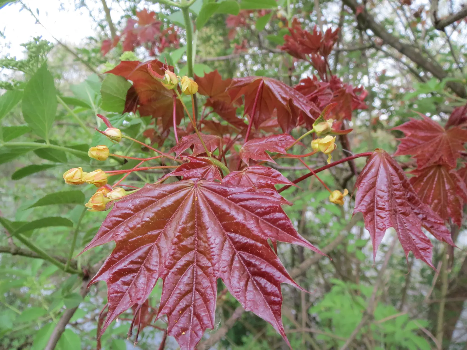 Norway Maple (Acer Platanoides) — as its root system can become quite invasive, image 81