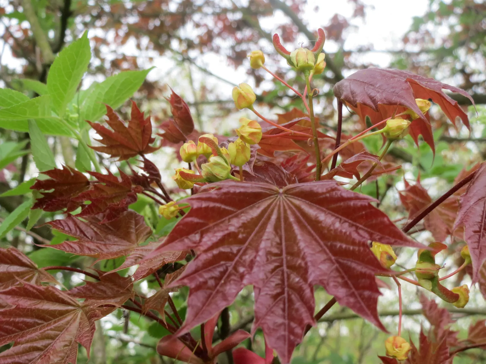 Norway Maple (Acer Platanoides) — It features a dense, rounded crown with a 5-7 lobed leaf resembling a sycamore; which span approximately 4 to 7, image 86