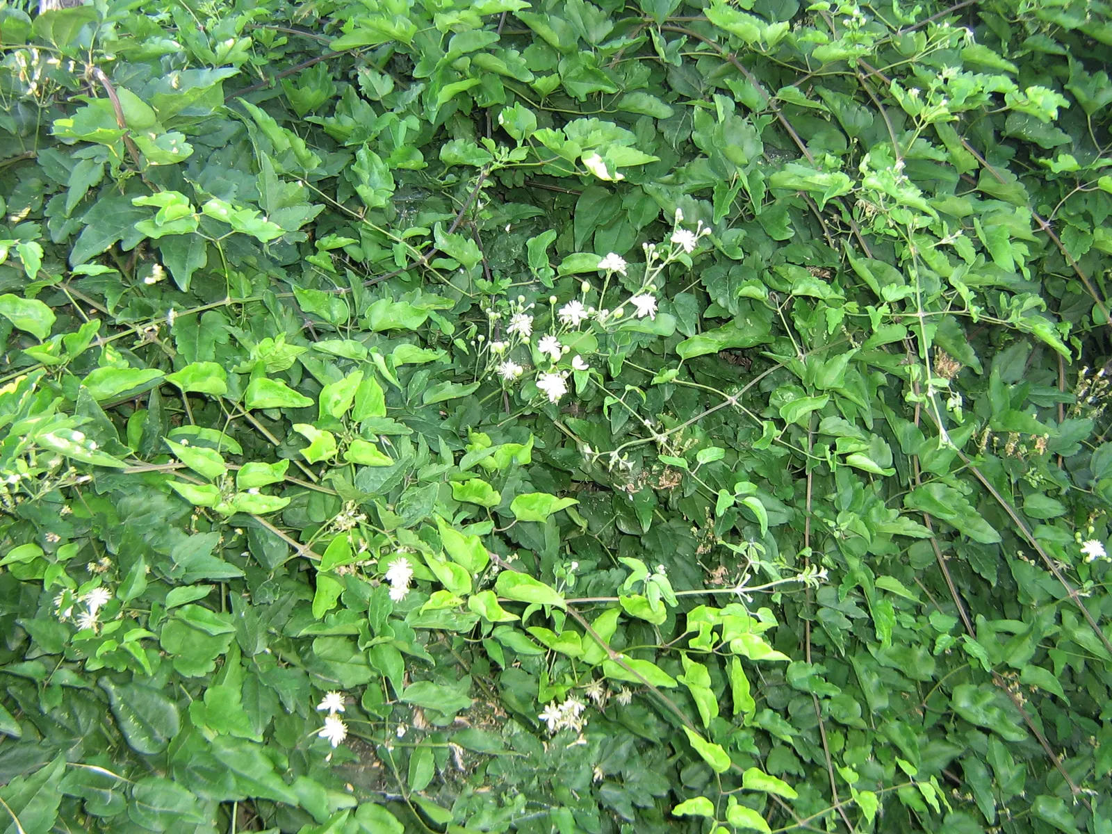 Sweet Almond Bush (Aloysia Virgata) — white flowers that emit a strong