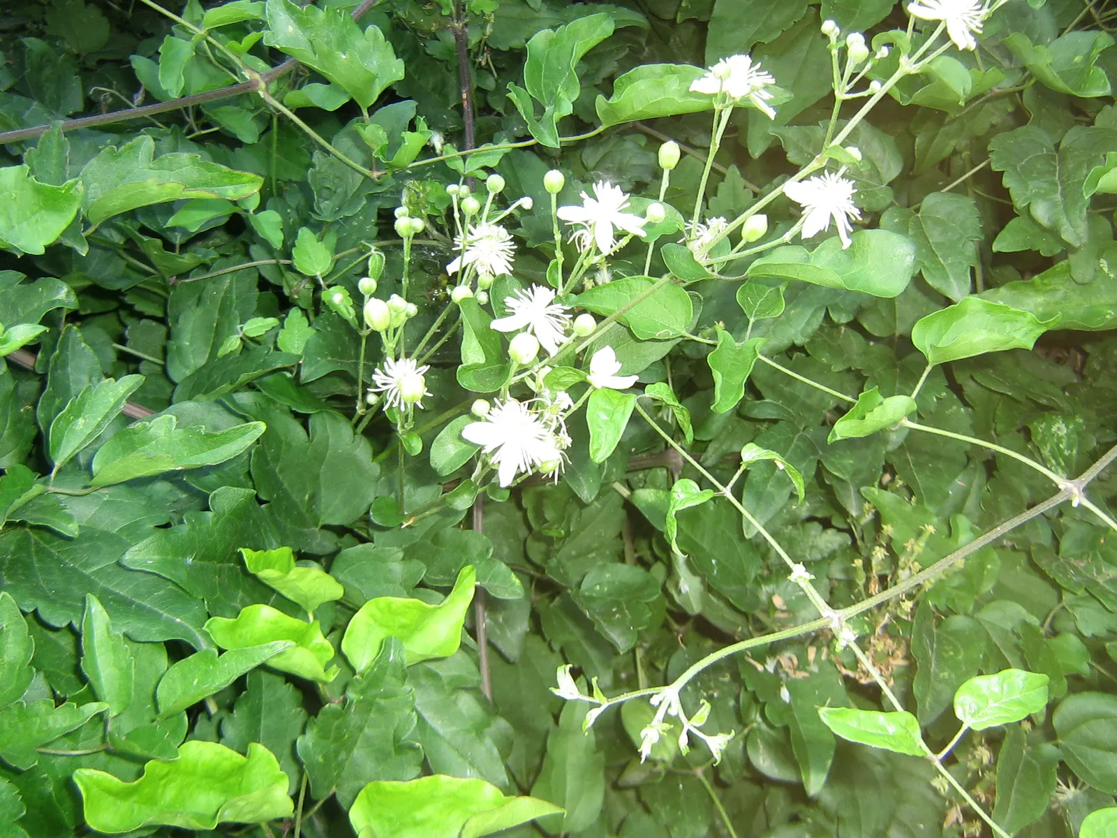 Sweet Almond Bush (Aloysia Virgata) — Its slender branches boast lance-shaped leaves and clusters of tiny
