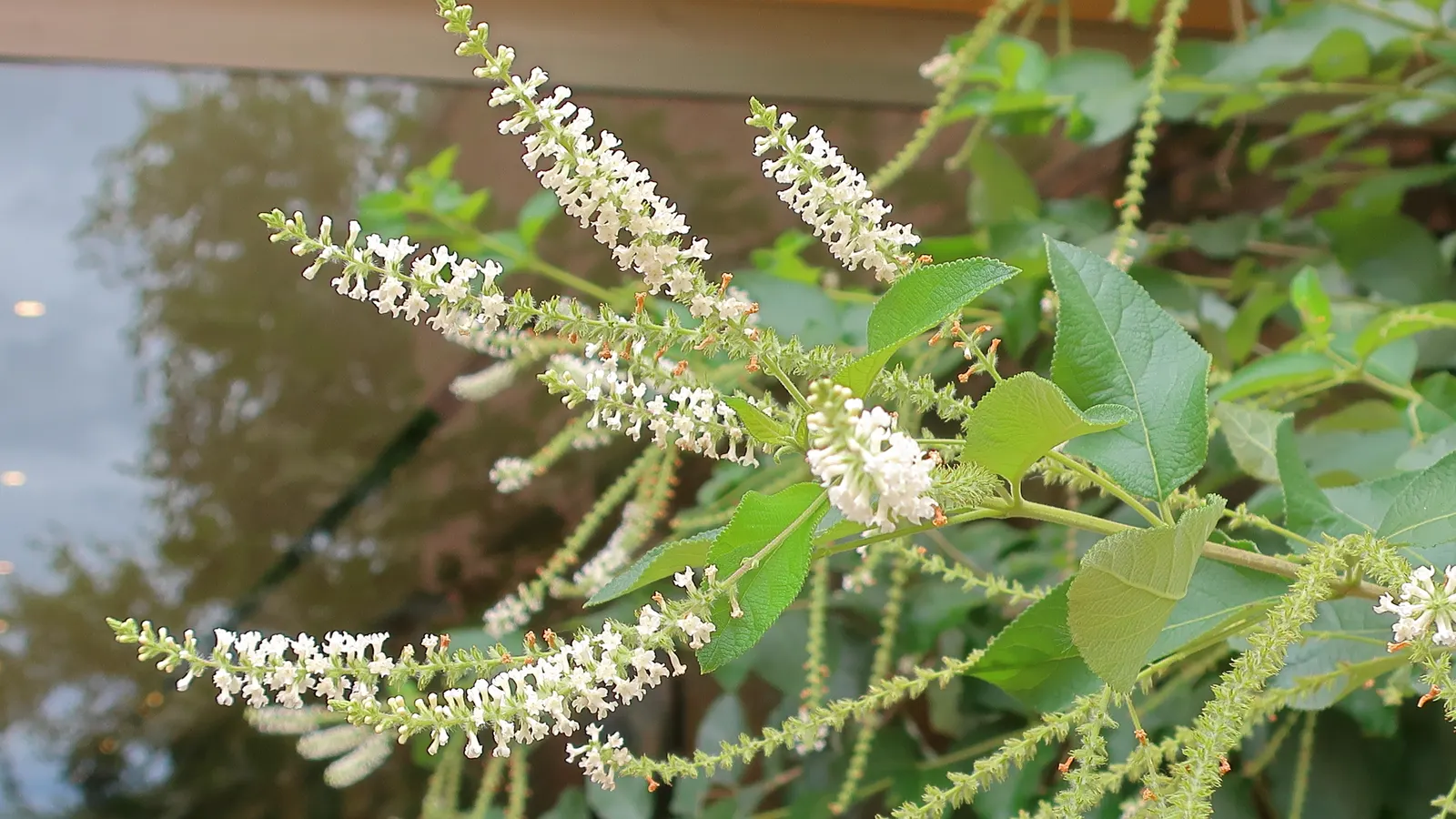 Sweet Almond Bush (Aloysia Virgata) — The Sweet Almond Bush (Aloysia virgata) is a fragrant