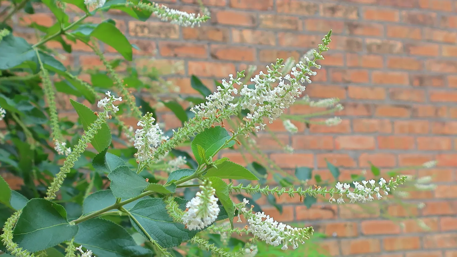 Sweet Almond Bush (Aloysia Virgata) — semi-deciduous shrub reaching heights of 10 to 12 feet and spreading up to 6 feet wide
