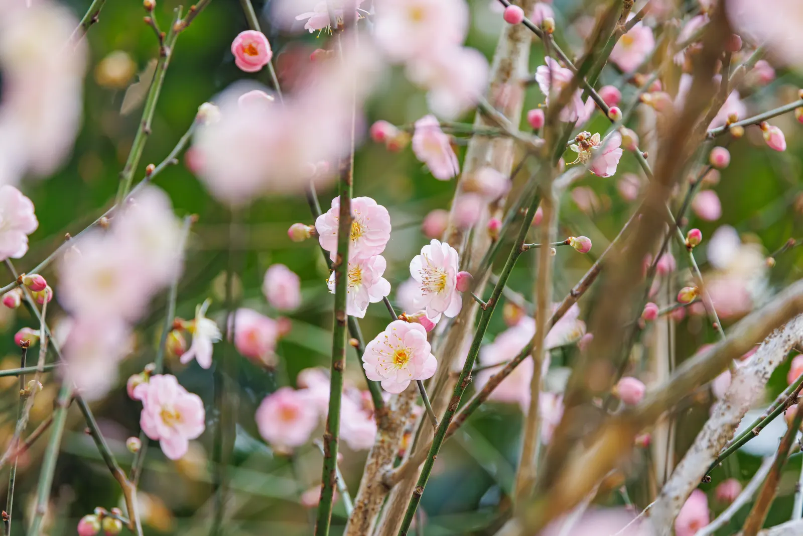 Japanese Apricot (Prunus Mume) — This ornamental tree prefers well-drained soil, full sun to partial shade, and is hardy in USDA zones 6-9, image 49