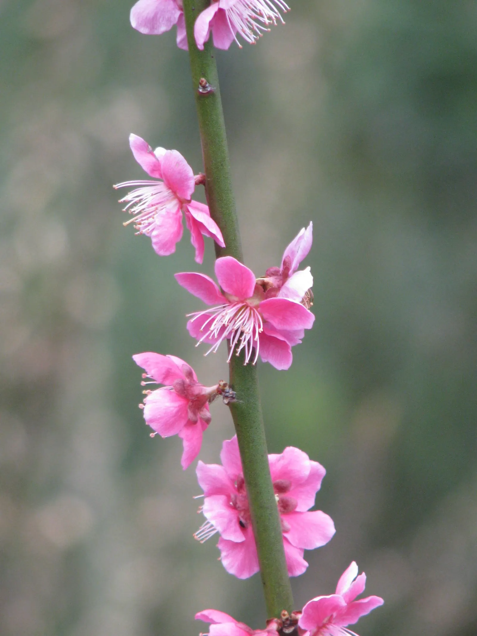 Japanese Apricot (Prunus Mume) — The branches display a picturesque form that can be appreciated even in winter's bareness; the deciduous foliage emerges a