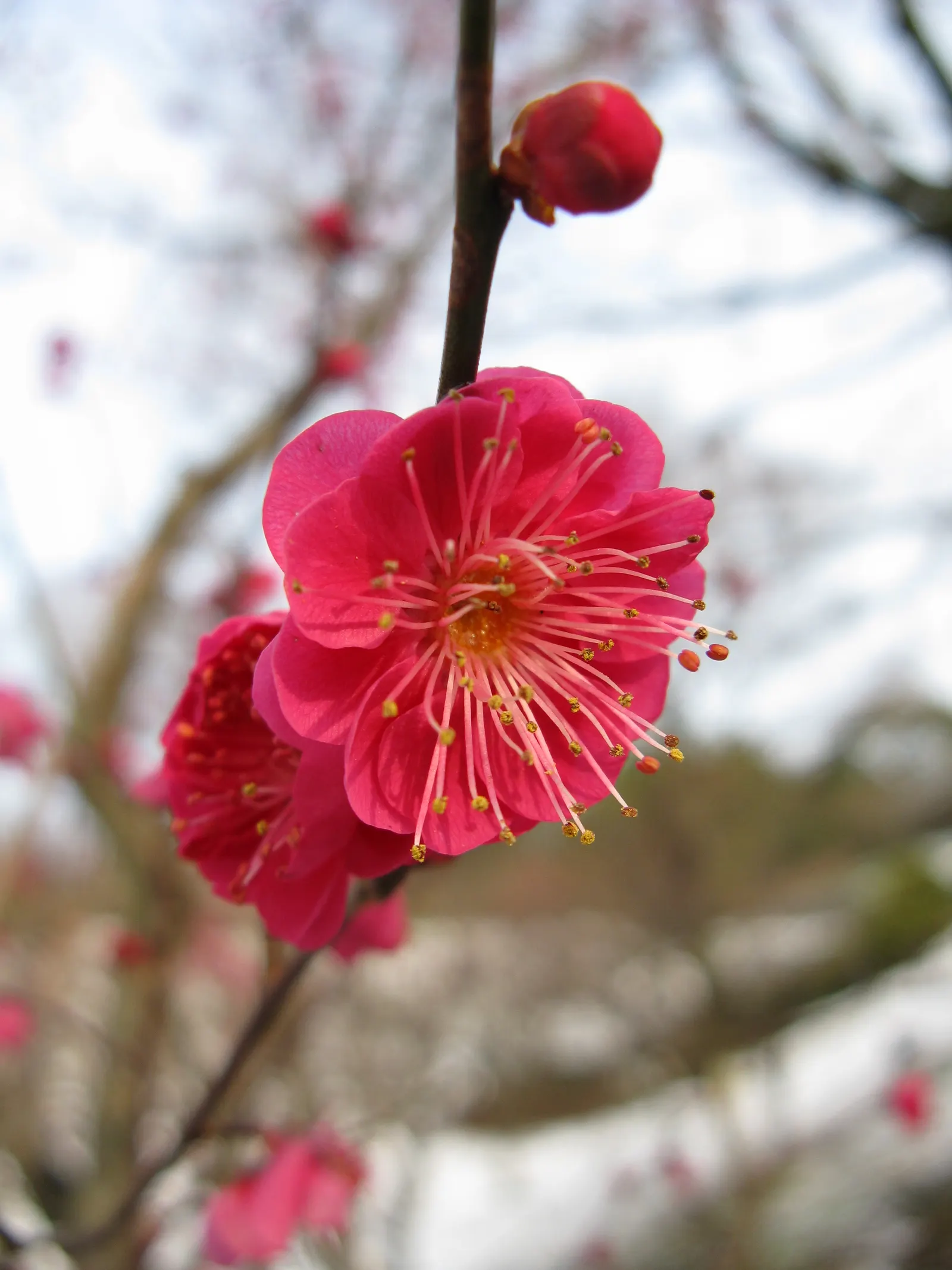 Japanese Apricot (Prunus Mume) — Hailing from the family Rosaceae; typically reaching 15-20 feet high, image 51