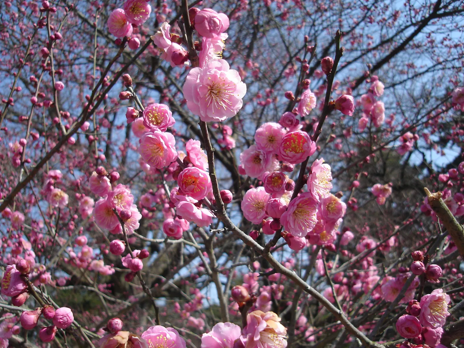 Japanese Apricot (Prunus Mume) — tree with multi-colored and pink and red and white blooms; are a draw for the senses, image 131