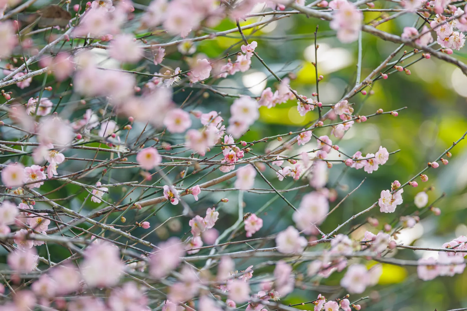 Japanese Apricot (Prunus Mume) — multi-colored and pink and red and white flowers in the garden; this ornamental tree prefers well-drained soil, image 64