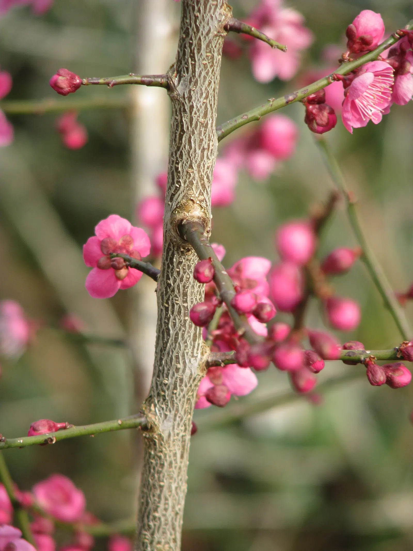 Japanese Apricot (Prunus Mume) — They sometimes emit a delicate almond scent; hailing from the family Rosaceae, image 58