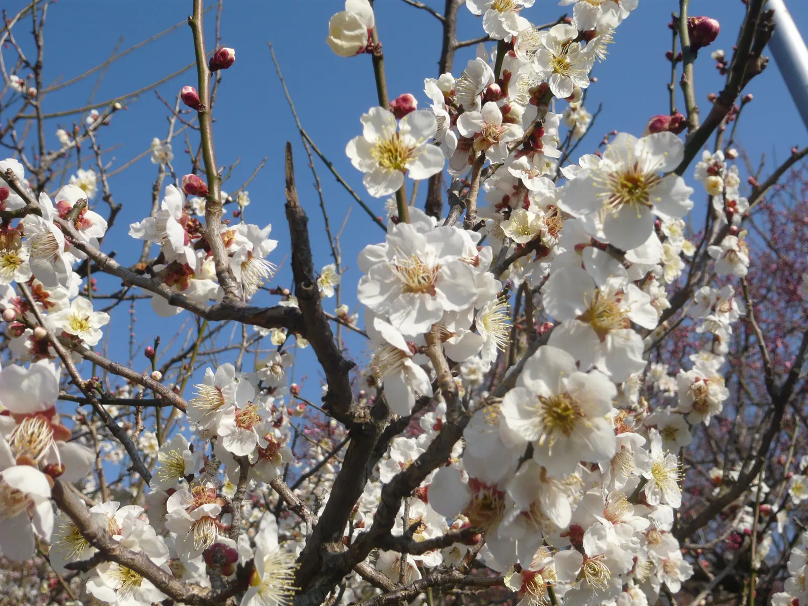 Japanese Apricot (Prunus Mume) — each 0.75-1 inch in diameter; it presents a stunning display of fragrant pink to white flowers, image 114