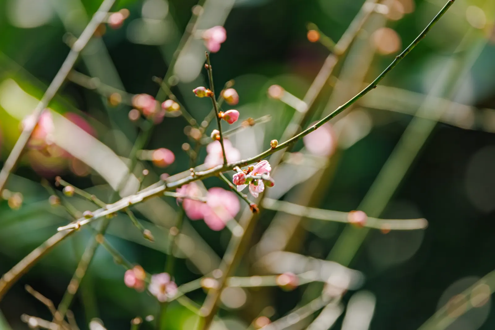 Japanese Apricot (Prunus Mume) — are a draw for the senses; attracting pollinators to the landscape.<br><br>For optimal growth, image 56
