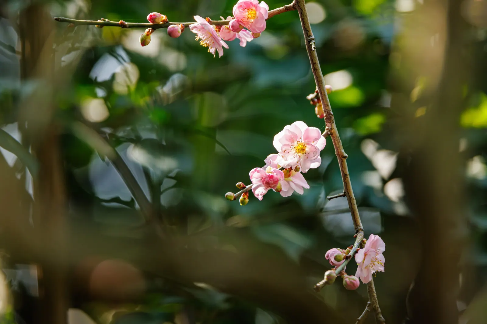 Japanese Apricot (Prunus Mume) — It may yield yellow-red edible fruit about 1-2 inches wide after flowering; reducing the risk of disease, image 138