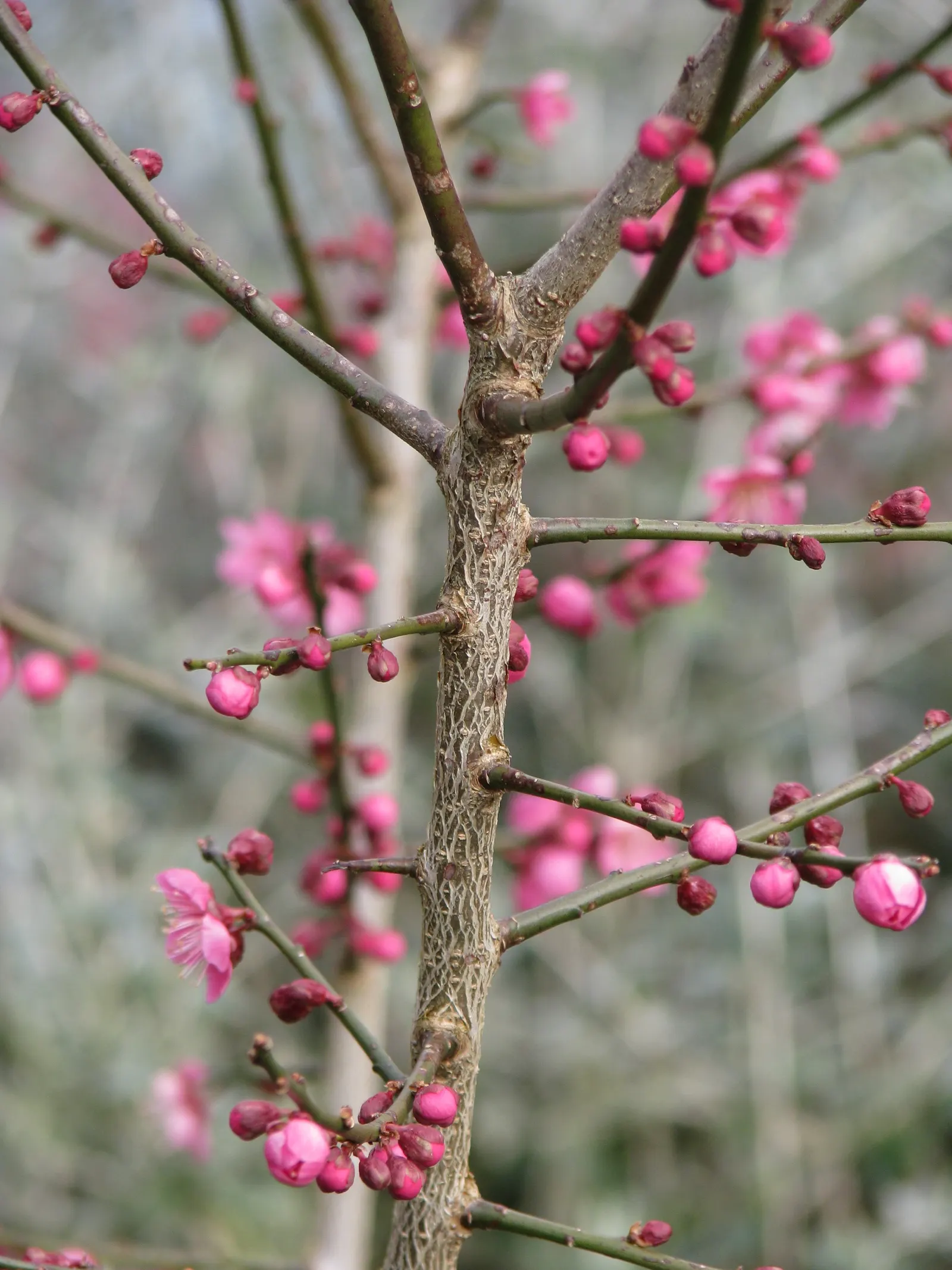 Japanese Apricot (Prunus Mume) — Prunus mume, or Japanese Apricot, is a deciduous tree cherished for its early spring blooms; each 0.75-1 inch in, image 111