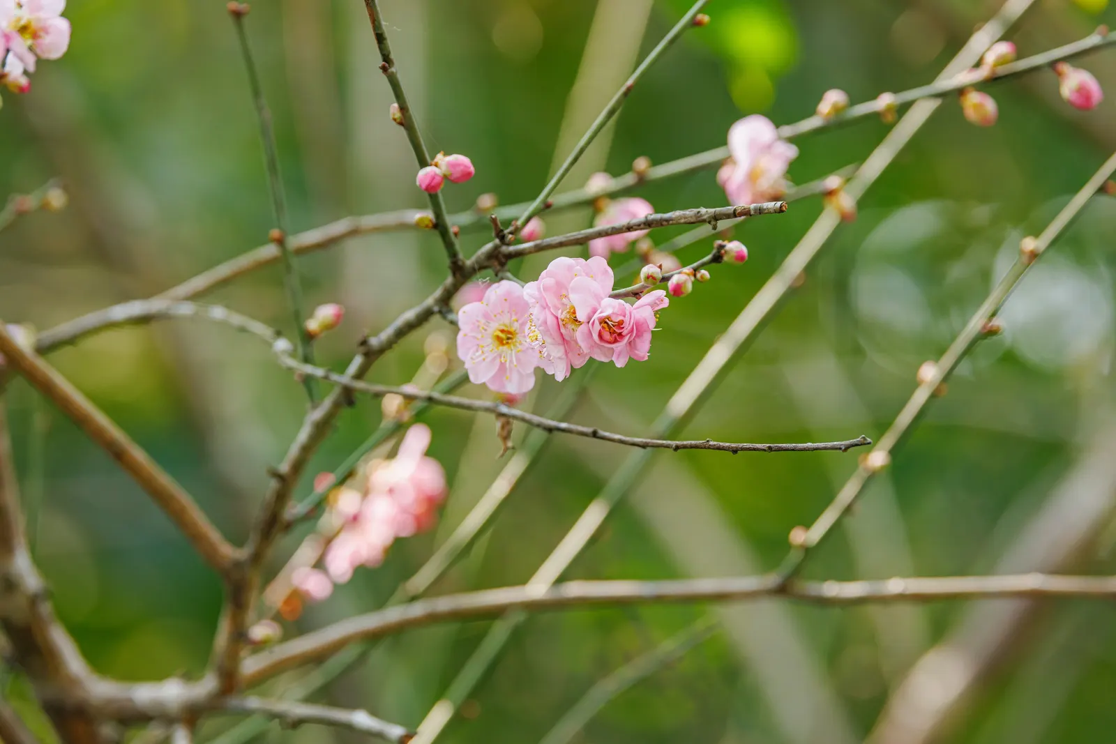 Japanese Apricot (Prunus Mume) — which appear from late winter to early spring before the leaves; the branches display a picturesque form that can, image 99