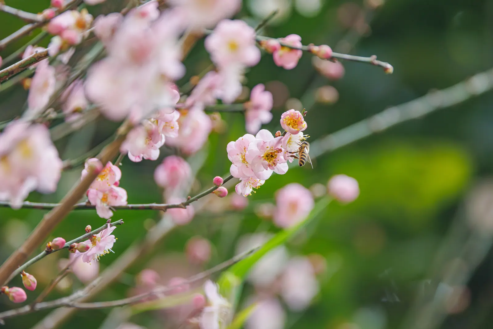 Japanese Apricot (Prunus Mume) — Hardy in USDA zones 6 through 9; tree with multi-colored and pink and red and white blooms, image 82