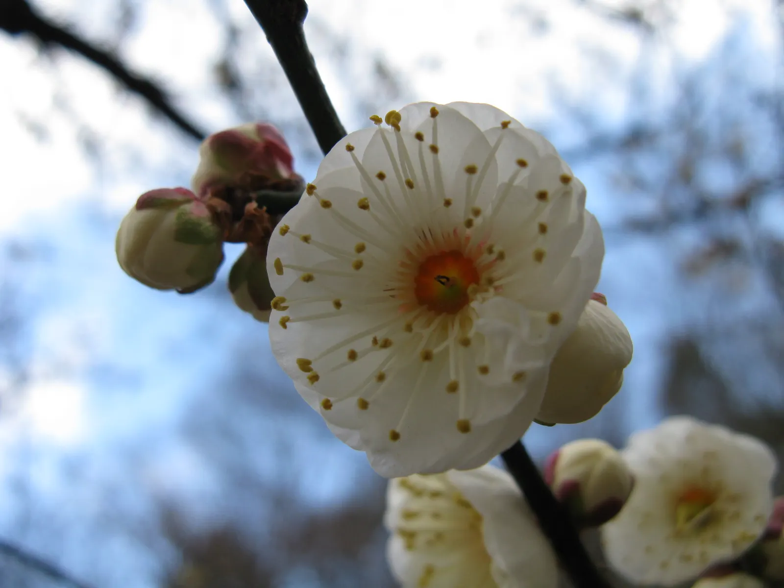 Japanese Apricot (Prunus Mume) — Hailing from the family Rosaceae