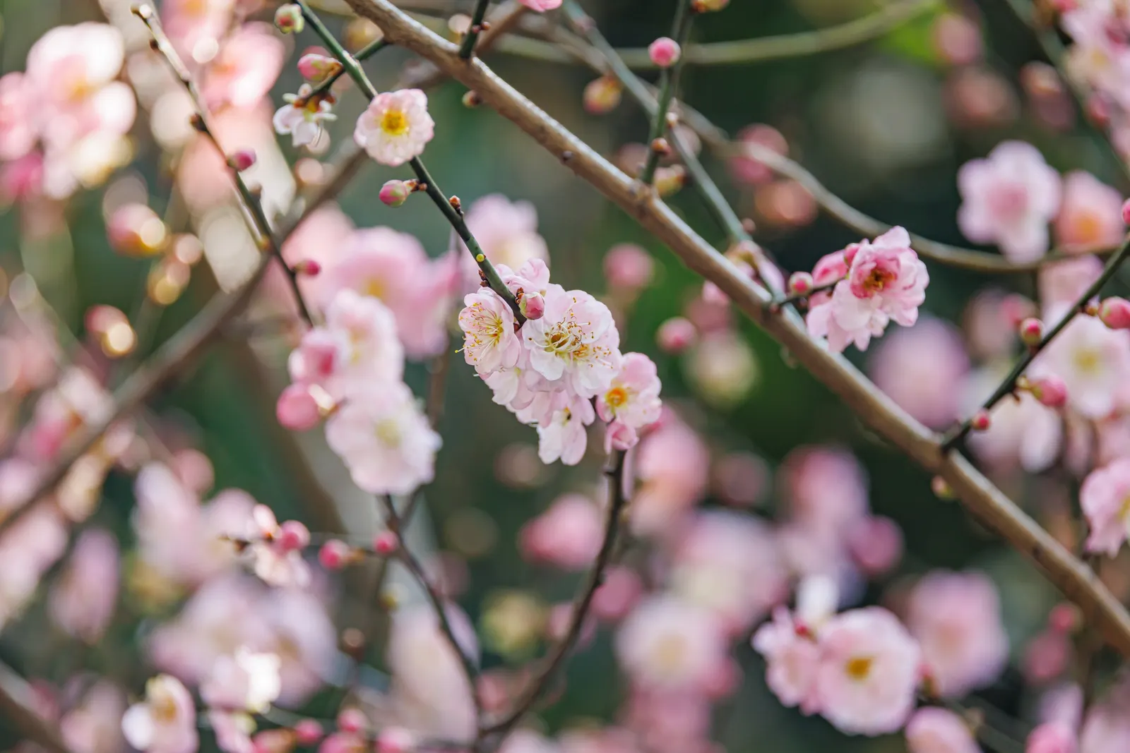Japanese Apricot (Prunus Mume) — multi-colored and pink and red and white flowers in the garden; this ornamental tree prefers well-drained soil, full sun to