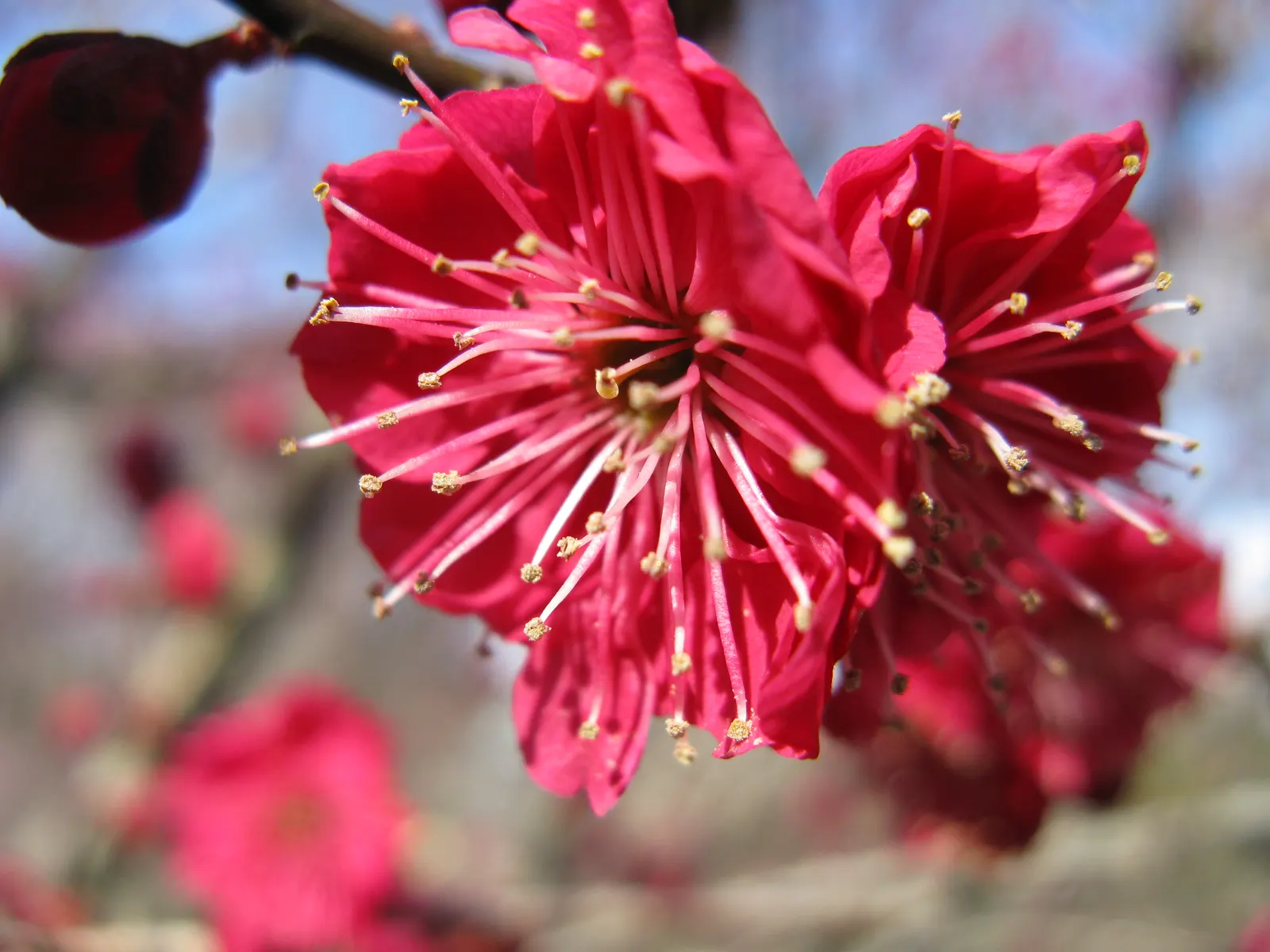Japanese Apricot (Prunus Mume) — are a draw for the senses; attracting pollinators to the landscape.<br><br>For optimal growth, image 144