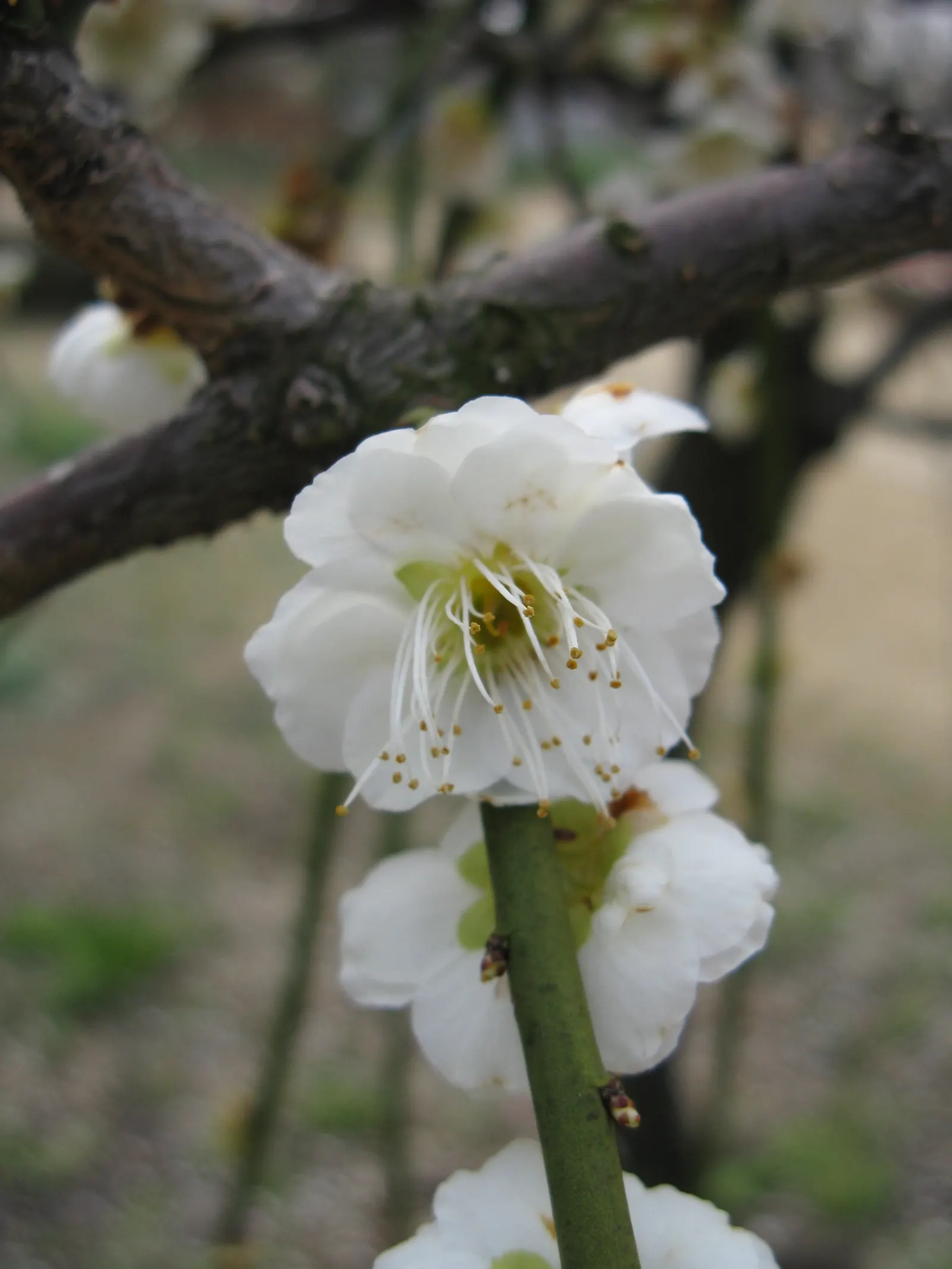 Japanese Apricot (Prunus Mume) — creating a fresh backdrop for other plantings.<br><br>Its flowers; prunus mume, or Japanese Apricot, is a, image 142